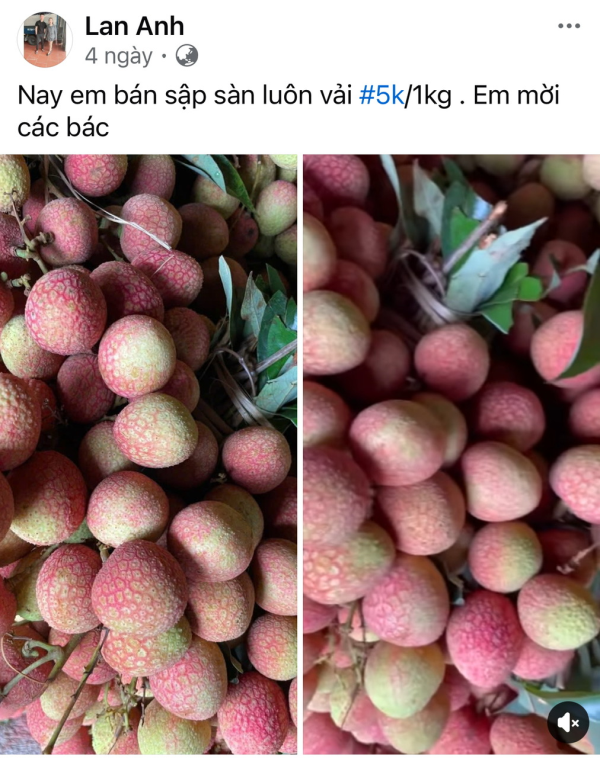 Vải được mùa tràn thị trường, giá chỉ từ 5.000 đồng/kg