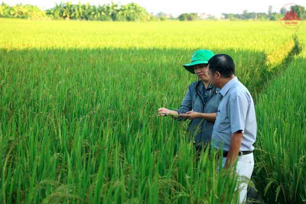 Thúc đẩy phát triển nông nghiệp tuần hoàn