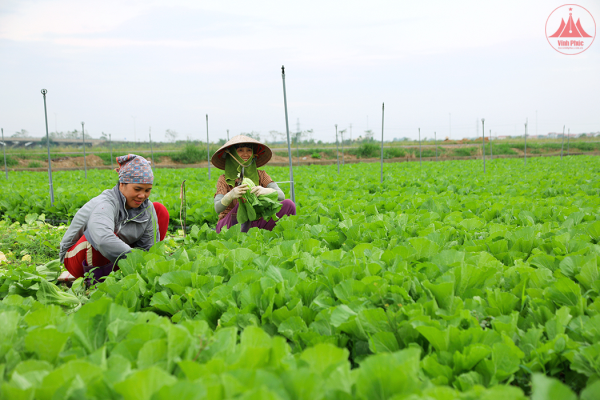 Nâng cao hiệu quả tuyên truyền hoạt động khuyến nông