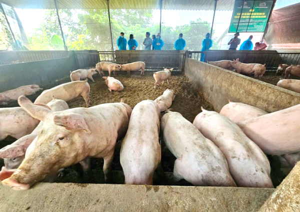 Cơ sở chăn nuôi lợn gia công cho CP: Duy trì đàn vật nuôi ổn định, đảm bảo thực hiện chăn nuôi tốt