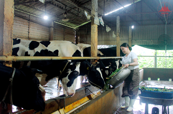 Giỏi làm kinh tế, nhiệt tình việc thôn