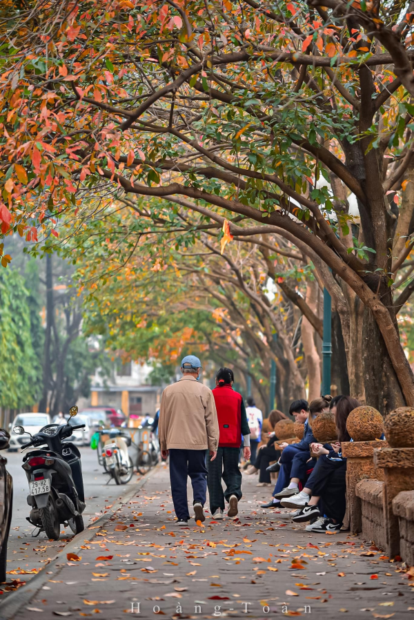 Con đường tình yêu giữa lòng Hà Nội thay màu lá, cảnh đẹp tựa mùa thu Hàn Quốc