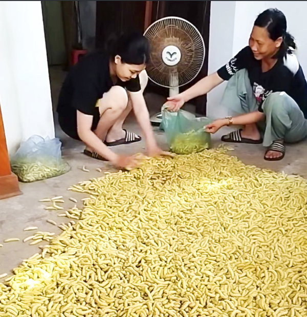Đặc sản tằm lá sắn đất Tổ