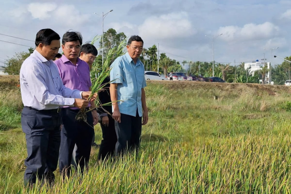  Sóc Trăng: 66ha lúa đông xuân muộn bị nhiễm mặn đã được phục hồi