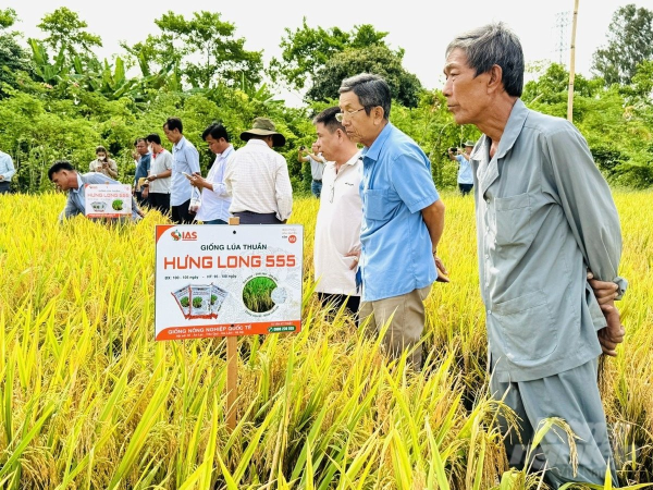 Giống lúa Hưng Long 555 năng suất hơn 10 tấn/ha tại ĐBSCL
