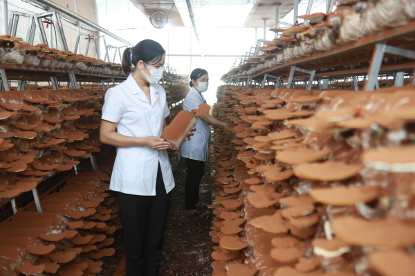 Ứng dụng khoa học công nghệ vào sản xuất nông nghiệp