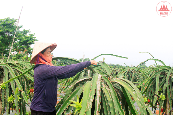 ﻿AgriBank Yên Lạc chủ động cung ứng vốn phát triển nông nghiệp, nông thôn
