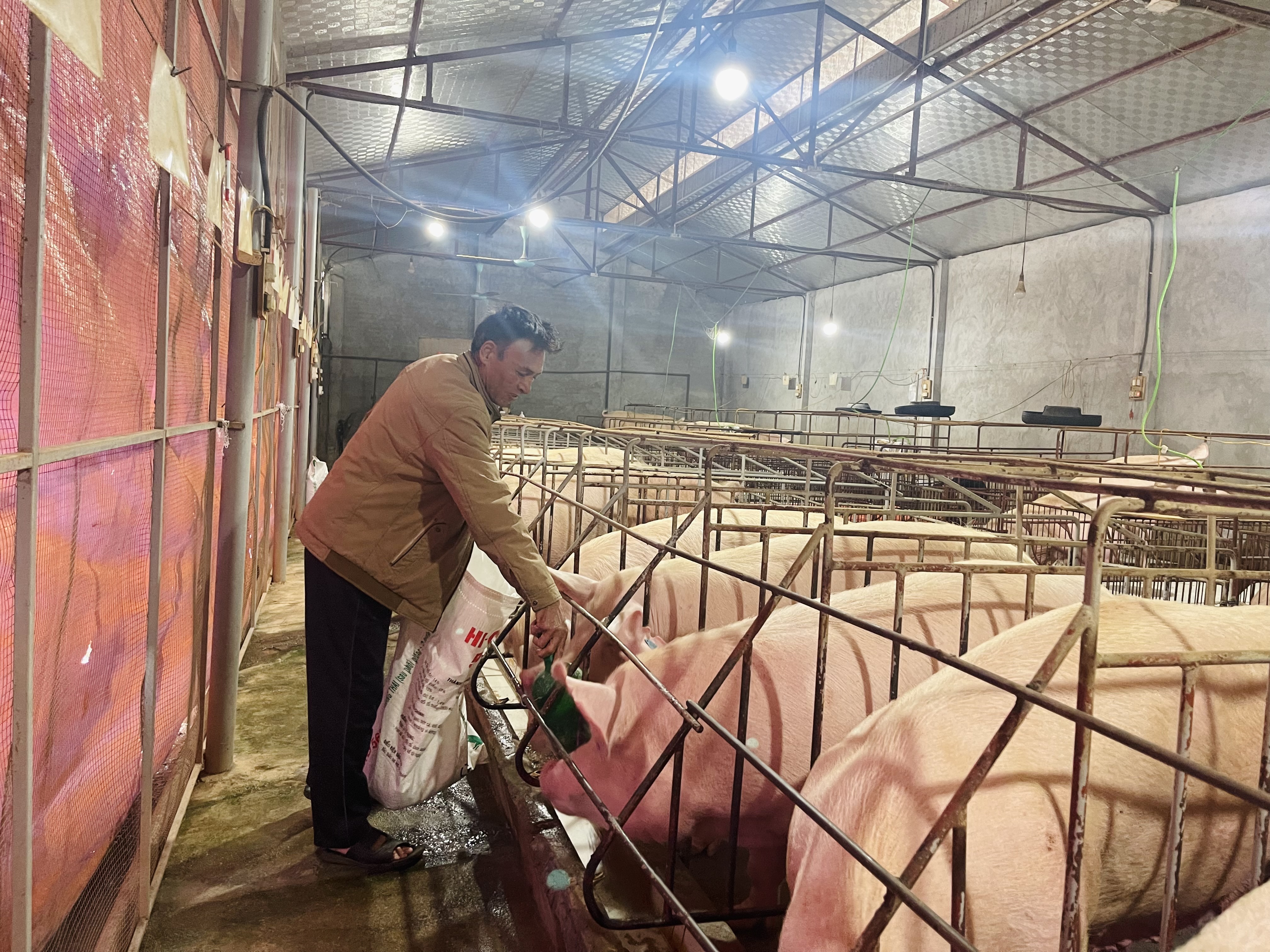 Mô hình chăn nuôi lợn hữu cơ cần được nhân rộng  Đài Phát Thanh và Truyền  Hình Lạng Sơn