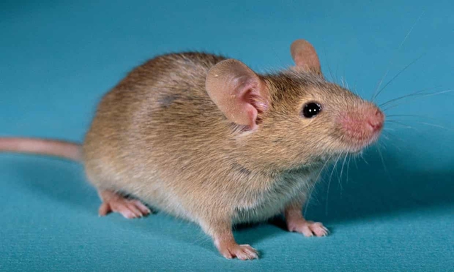 Giới khoa học tạo ra chuột con từ 2 con chuột đực