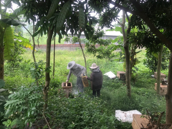 Vải, nhãn được mùa hoa người nuôi ong trúng đậm