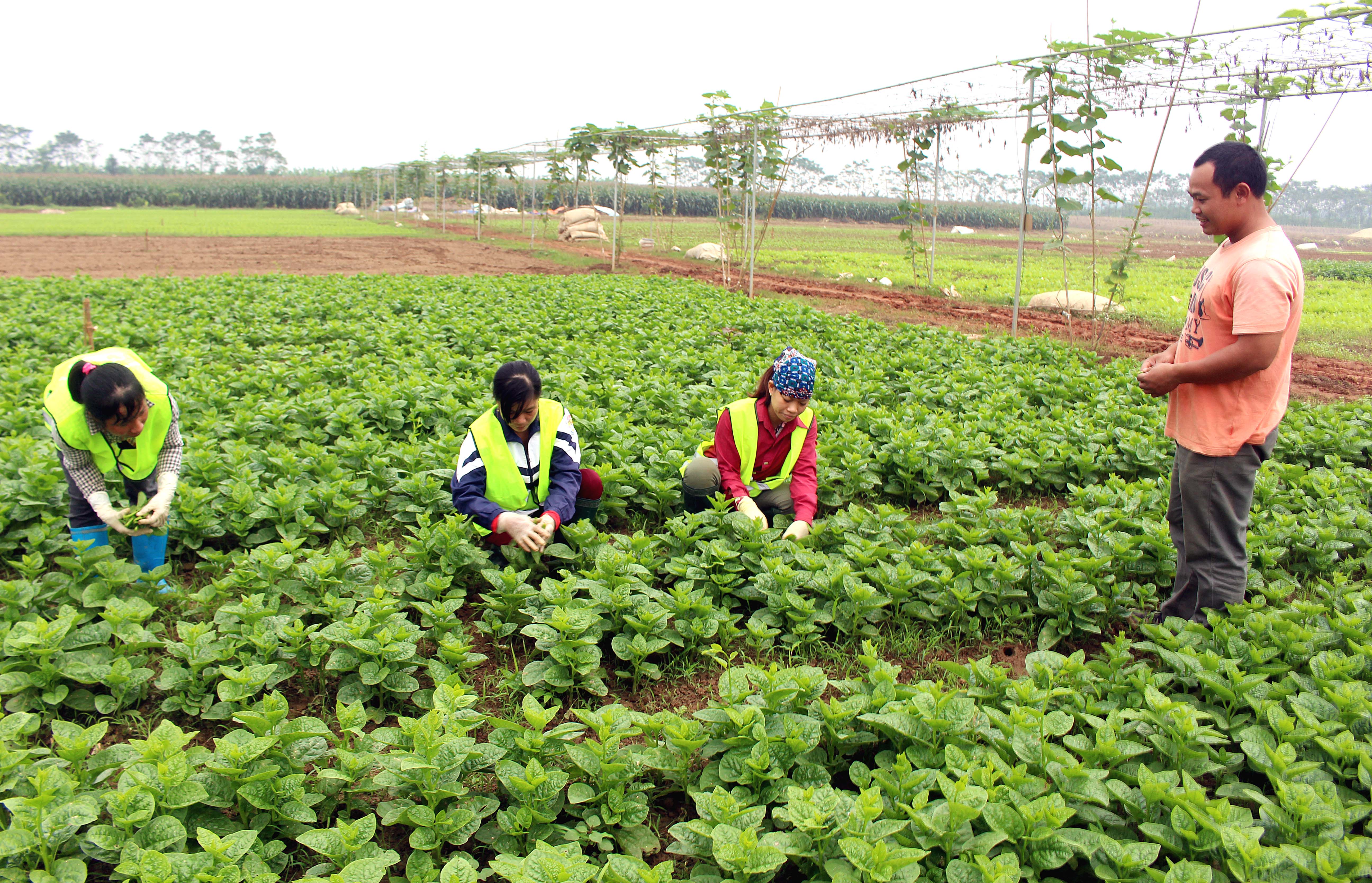 Vinmart Vinmart phân phối mẻ rau sạch đầu tiên của Vingroup  Doanh  nghiệp  Vietnam VietnamPlus