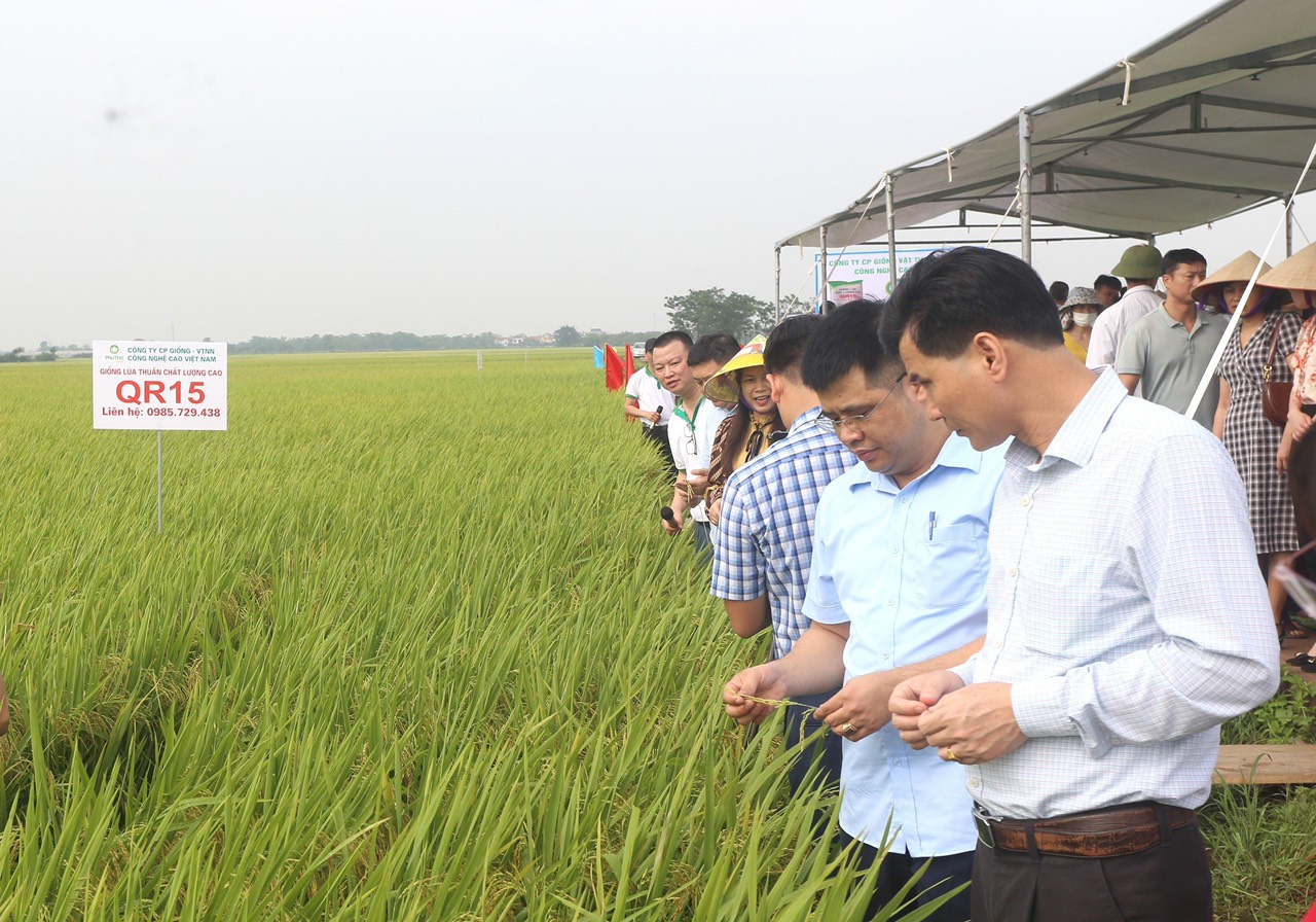 Sản xuất lúa gạo sạch Nhân rộng mô hình chuỗi liên kết  Chi cục Tiêu  chuẩn  Đo lường  Chất lượng tỉnh An Giang