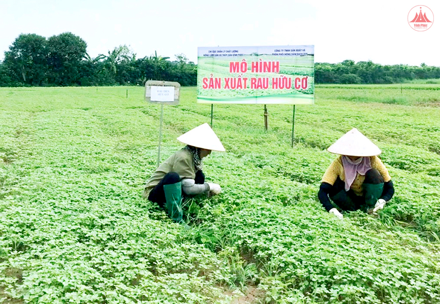 Huyện Yên Lạc gieo trồng gần 1.500 ha cây vụ Đông