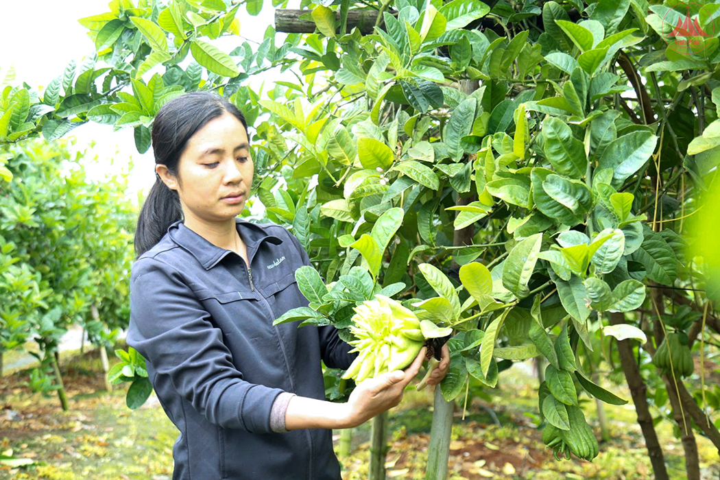 Xây dựng mã số vùng trồng cho sản phẩm nông sản chủ lực