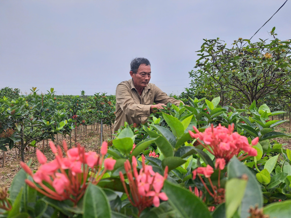 LÀNG NGHỀ HOA, CÂY CẢNH VÀO VỤ TẾT