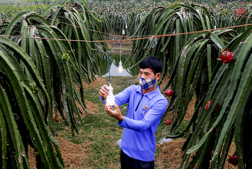 20ha thanh long ruột đỏ được cấp mã số vùng trồng