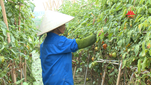 CÀ CHUA GHÉP TRÊN GỐC CÀ TÍM – 