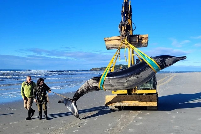 Xác cá voi hiếm nhất thế giới dạt lên bờ biển ở New Zealand