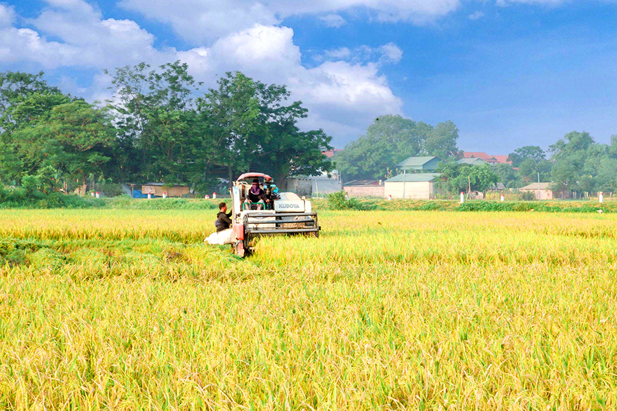 Giữ ổn định đất lúa góp phần đảm bảo an ninh lương thực