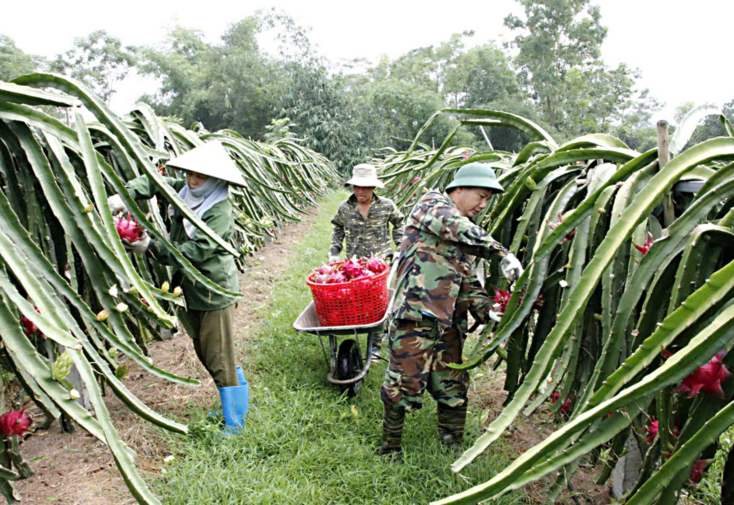 Lập Thạch phát huy tiềm năng nông nghiệp