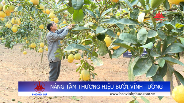 NÂNG TẦM THƯƠNG HIỆU BƯỞI VĨNH TƯỜNG 