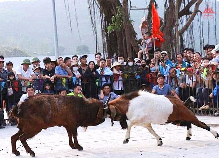 Đặc sắc chọi Dê Quang Yên