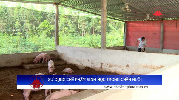 SỬ DỤNG CHẾ PHẨM SINH HỌC TRONG CHĂN NUÔI
