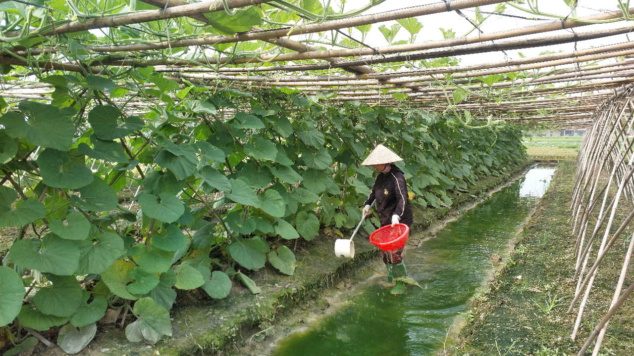 Bảo vệ cây trồng, vật nuôi trong mùa nắng, nóng