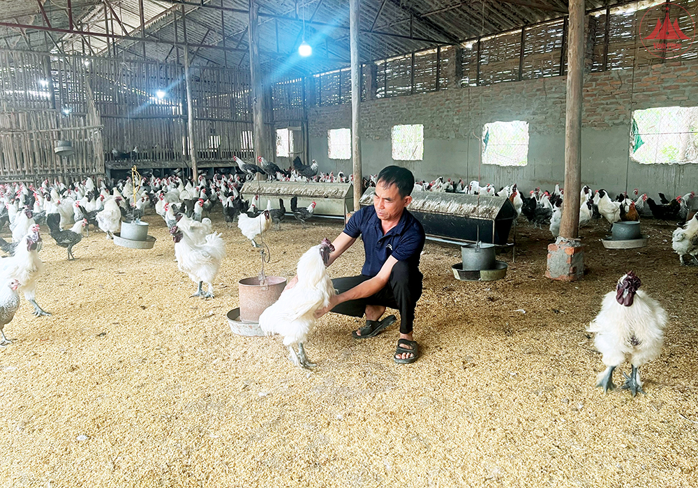 Liên kết chăn nuôi - Giảm rủi ro, tăng lợi nhuận