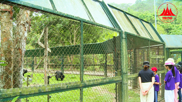  TRẢI NGHIỆM THÚ VỊ TẠI TRUNG TÂM CỨU HỘ GẤU TAM...