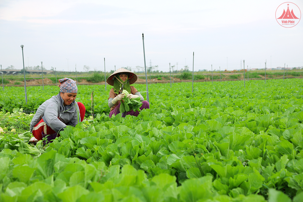 Nâng cao hiệu quả tuyên truyền hoạt động khuyến nông