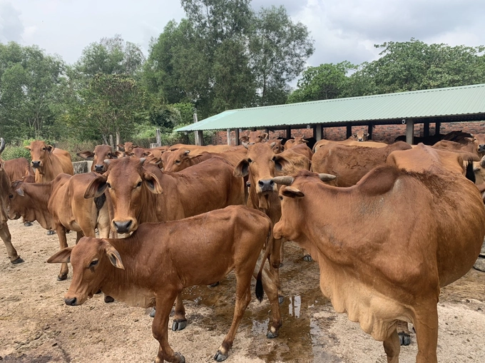 Mô hình chăn nuôi bò sinh sản từ nguồn vốn Quỹ hỗ trợ nông dân  Hội Nông  dân tỉnh Bến Tre
