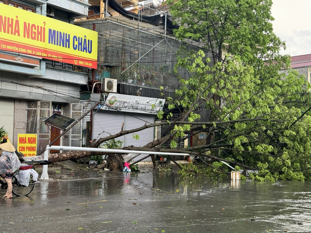 Vĩnh Yên: Mưa to, gió lớn làm cây đổ chắn ngang đường