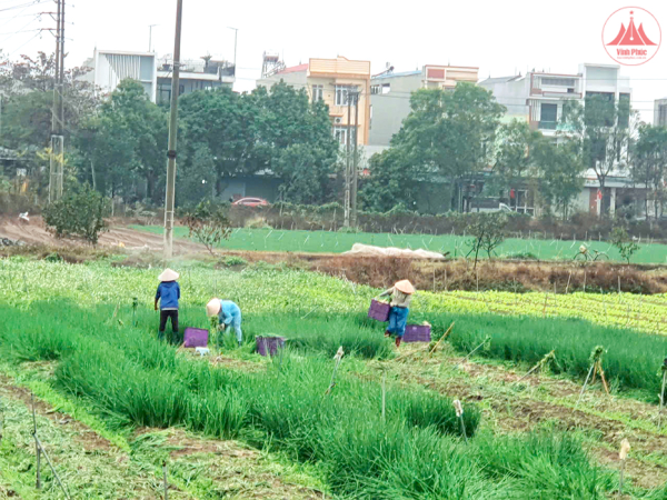 Nông dân giải phóng ruộng đồng, rau quả rớt giá mạnh