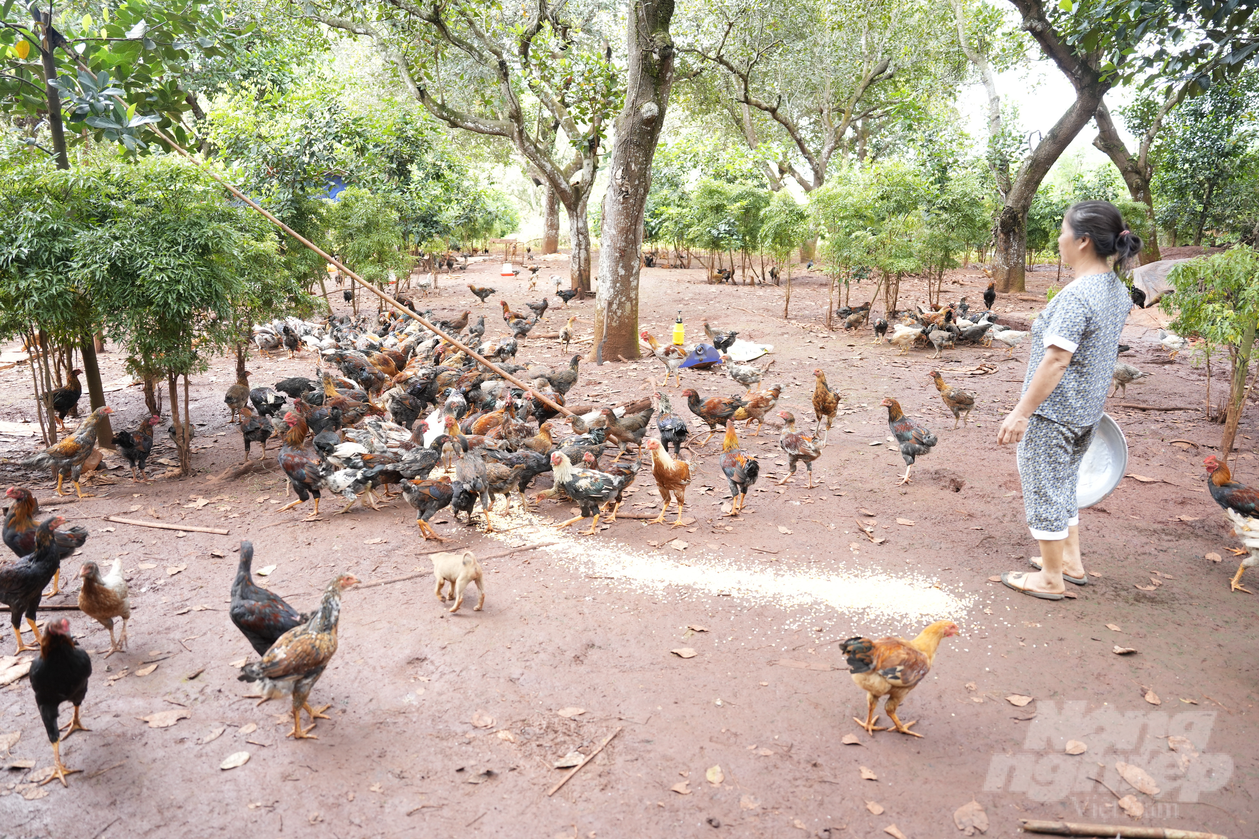 Kinh nghiệm của bố 8x trồng đủ loại rau nuôi gà thả cá trên sân thượng  80m²  Dân Việt